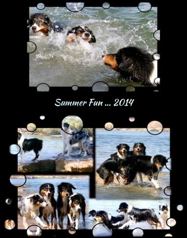 Collage of dogs at Lake Meade