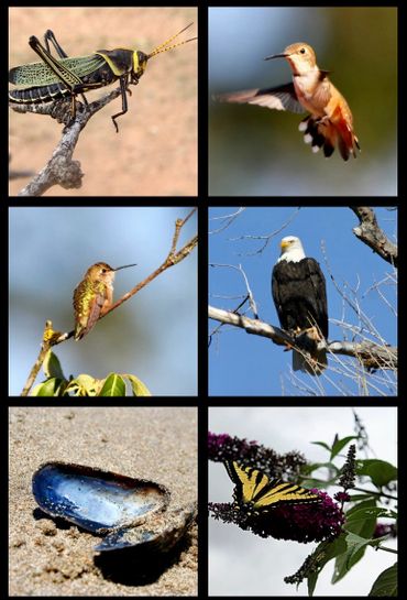 Hummingbirds, bugs, eagles and butterfly