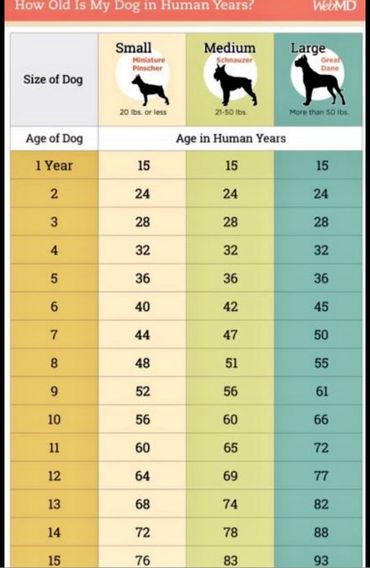 dog in human years