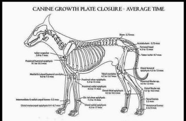 growth plate closure chart