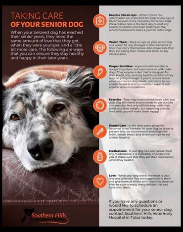 Senior dog info