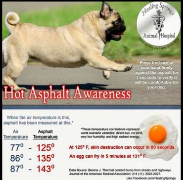 Pets and hot asphalt
