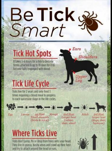 Tick smart