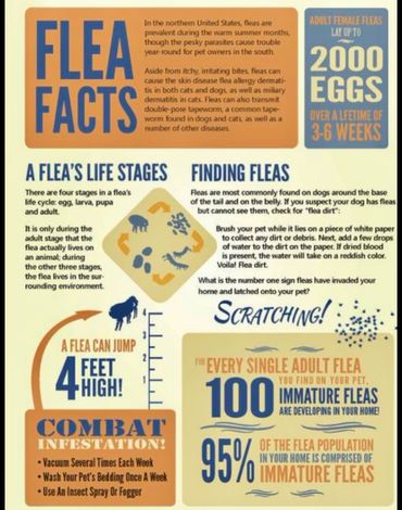 Flea facts