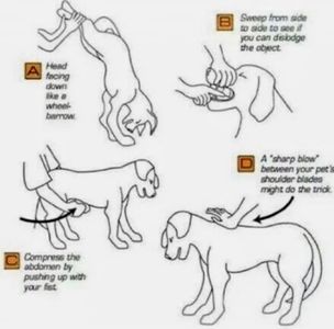 CPR and Heimlich maneuver