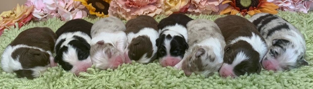Aussie puppies lying in a row