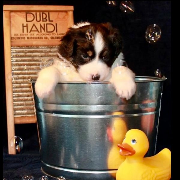 Puppy in tub
Arizona California Nevada 