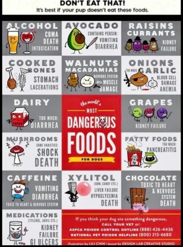 dangerous foods for dogs