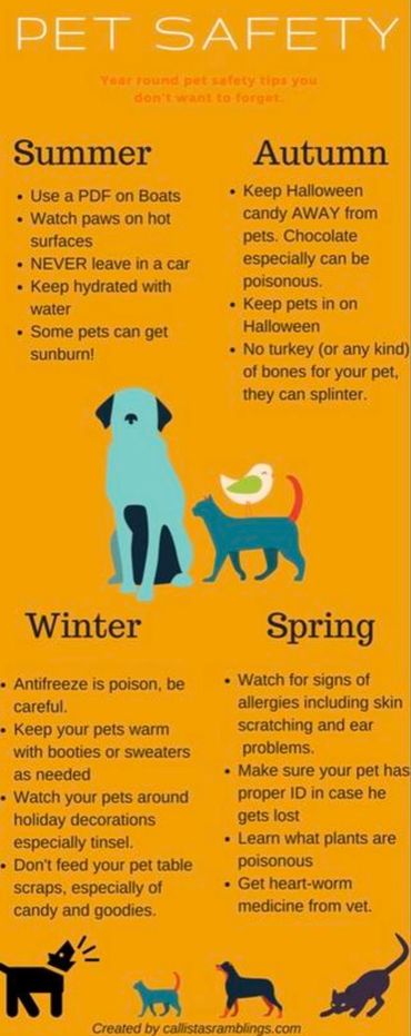 Pet safety