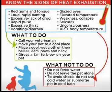 dog heat exhaustion