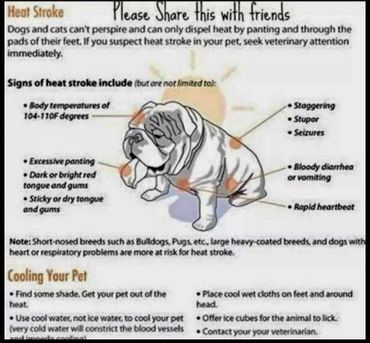 dog heat strokes