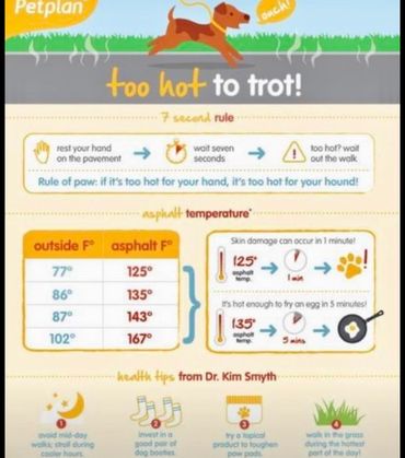 Too hot to trot on hot pavement