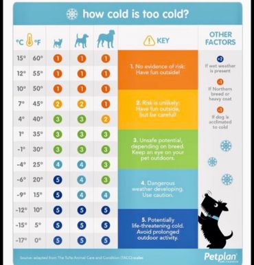 How cold is too cold for dogs