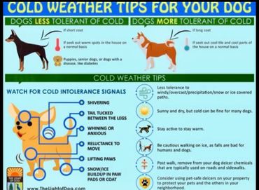 cold weather tips for dogs