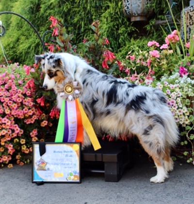 Bindi Trick dog champion blue merle female
Arizona