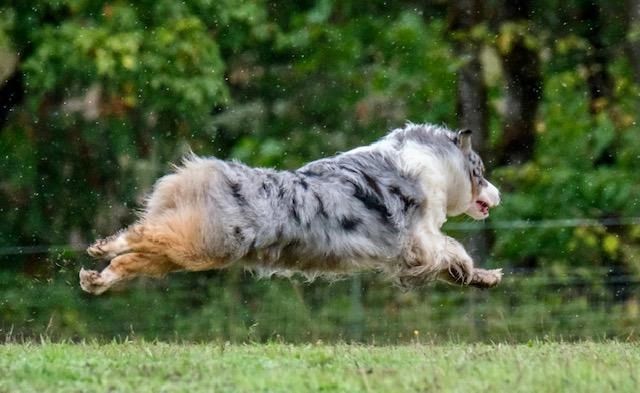 Cash blue merle Aussie running