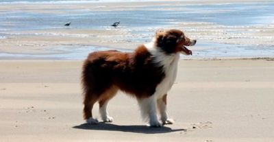 red tri male aussie Cooper at the beach in Arizona Nevada
