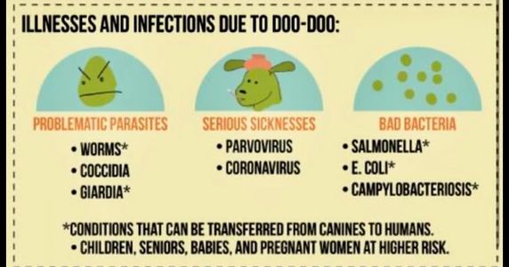 illnesses found in dog poop