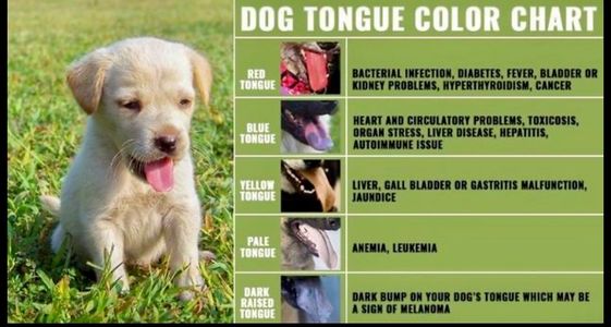 dog tongue color