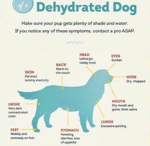 Dehydrated dog chart