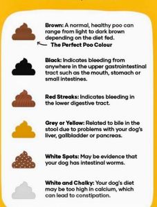 color of poop and what it means