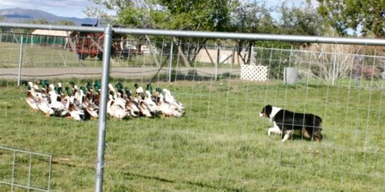 Julee herding ducks in Nevada