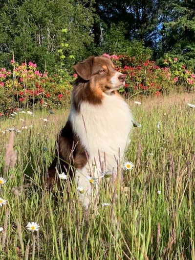 CH Bright Eyes Roger in field
Arizona Nevada  California