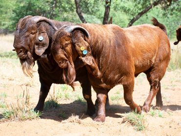 KALAHARI RED BREEDING RAMS