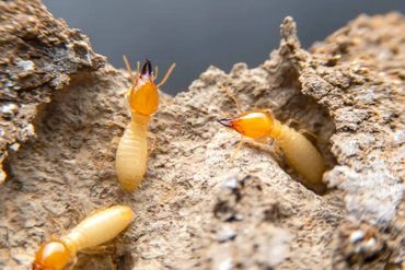 Termite protection