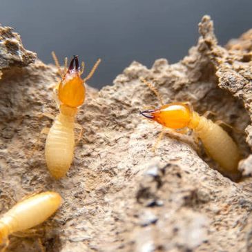 Termites could be infesting you’re house