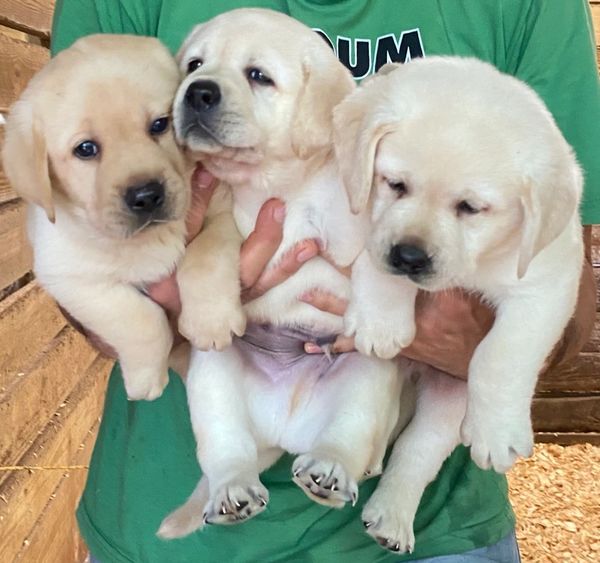 English block head yellow Labrador puppies / white Labrador puppies