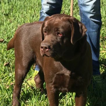Labry Berry Sunday at Bella Mare imported from Russia