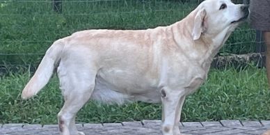 Beautiful AKC champion mom and the most loving companion Rosie