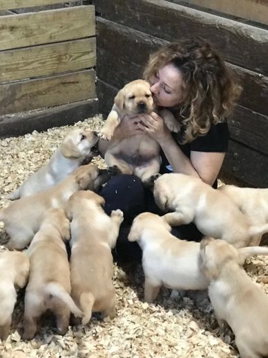 I'm in Labrador puppy heaven!!!