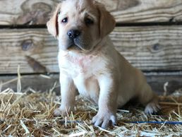 I'm not the average JOE! I'm a well breed pure blooded Labrador with pedigree/ lineage & AKC registr