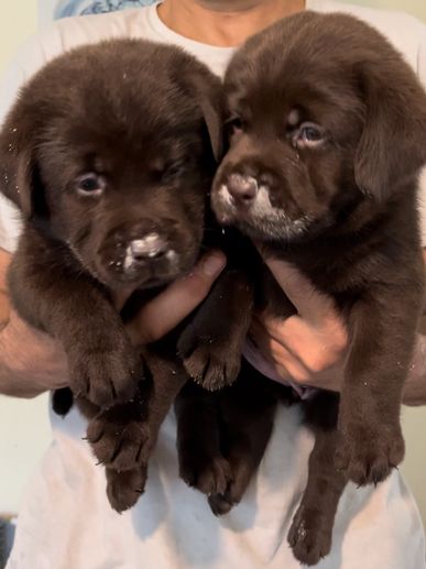 Puppies get high probiotic yogurt when being weened from mother milk