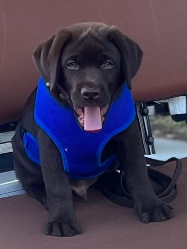 Chocolate English Block Head Labrador Priority Pick Male