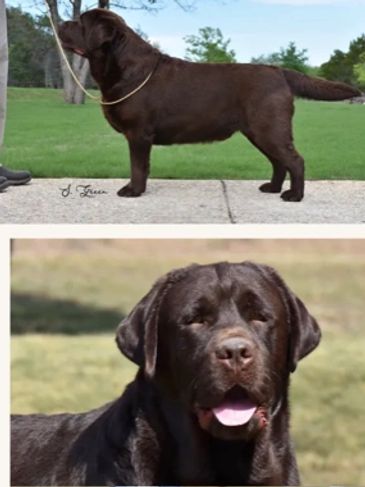 Chocolate Labrador