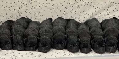 New born fur baby Labrador puppies