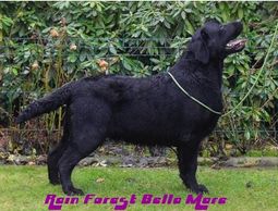 International Champion won over top AKC Labrador champions showing for years in his 1st show!