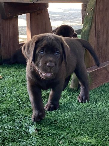 A+ priority select therapy evaluated; adopted for a women's abuse clinic therapy dog.