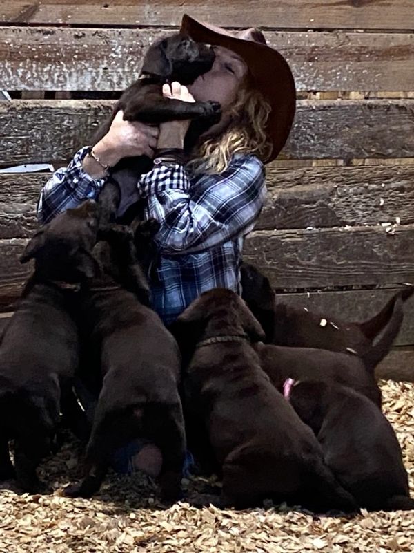 English A+ Labrador Puppies