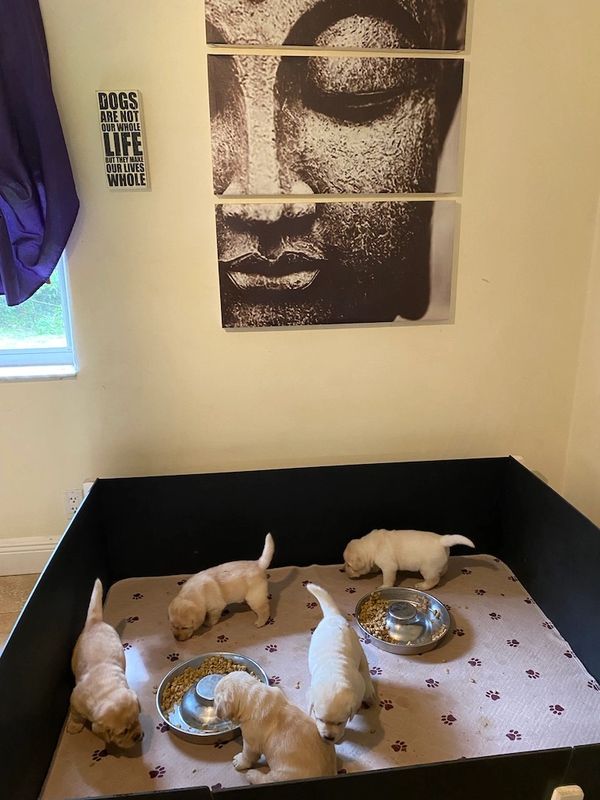 Freeze dried puppy food w probiotics, Our most trustd brand: https://www.pawtree.com/intentionsranch