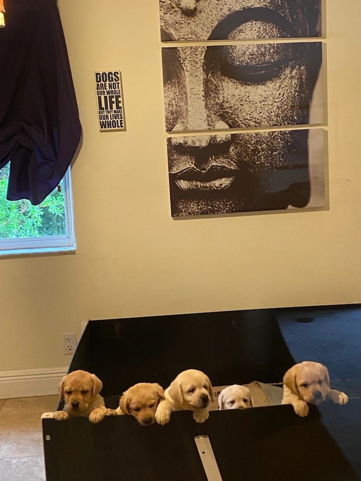 Puppy suite