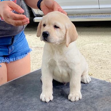 Labrador Puppy
