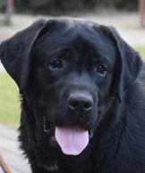 International Labrador Champion - 1st Place~