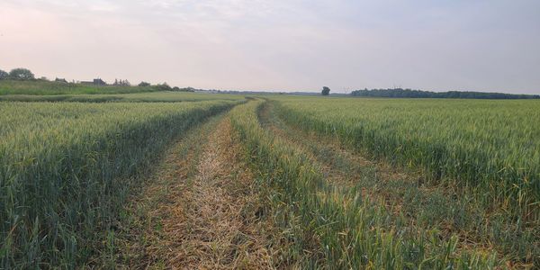 A dirt path runs through a vast green wheat field under a partly cloudy sky.
