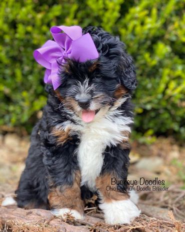 Adorable Bernedoodle puppy with a purple bow sitting outdoors.