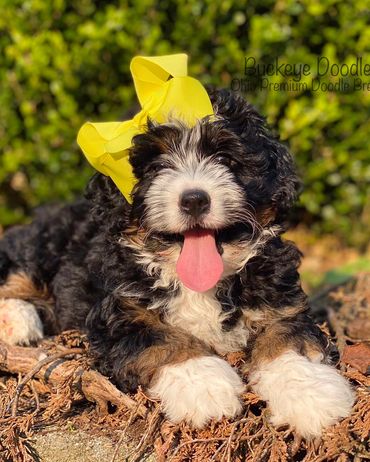 Happy doodle puppy with a big yellow bow lying outdoors.