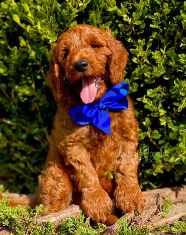 Fluffy brown doodle puppy with a bright blue bow, sitting happily in front of lush greenery.